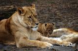 Fotogalerie: Tierkinder - Bild 8