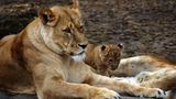 Fotogalerie: Tierkinder - Bild 8