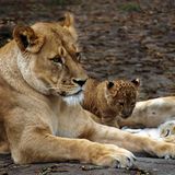 Fotogalerie: Tierkinder - Bild 8