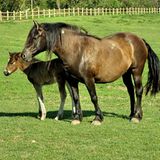 Fotogalerie: Tierkinder - Bild 9