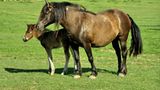 Fotogalerie: Tierkinder - Bild 9