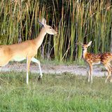 Fotogalerie: Tierkinder - Bild 10