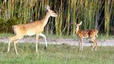 Fotogalerie: Tierkinder - Bild 10