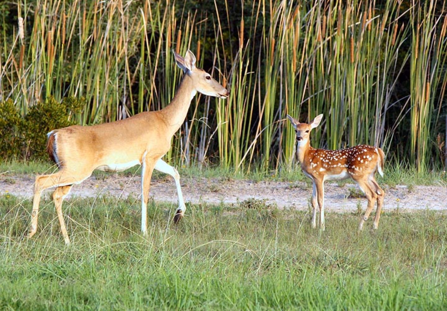 Fotogalerie: Tierkinder - Bild 10 Fotogalerie: Tierkinder - Bild 10