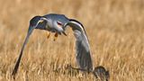 Fotogalerie: Naturschönheiten - Bild 4