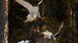 Fotogalerie: Naturschönheiten - Bild 6