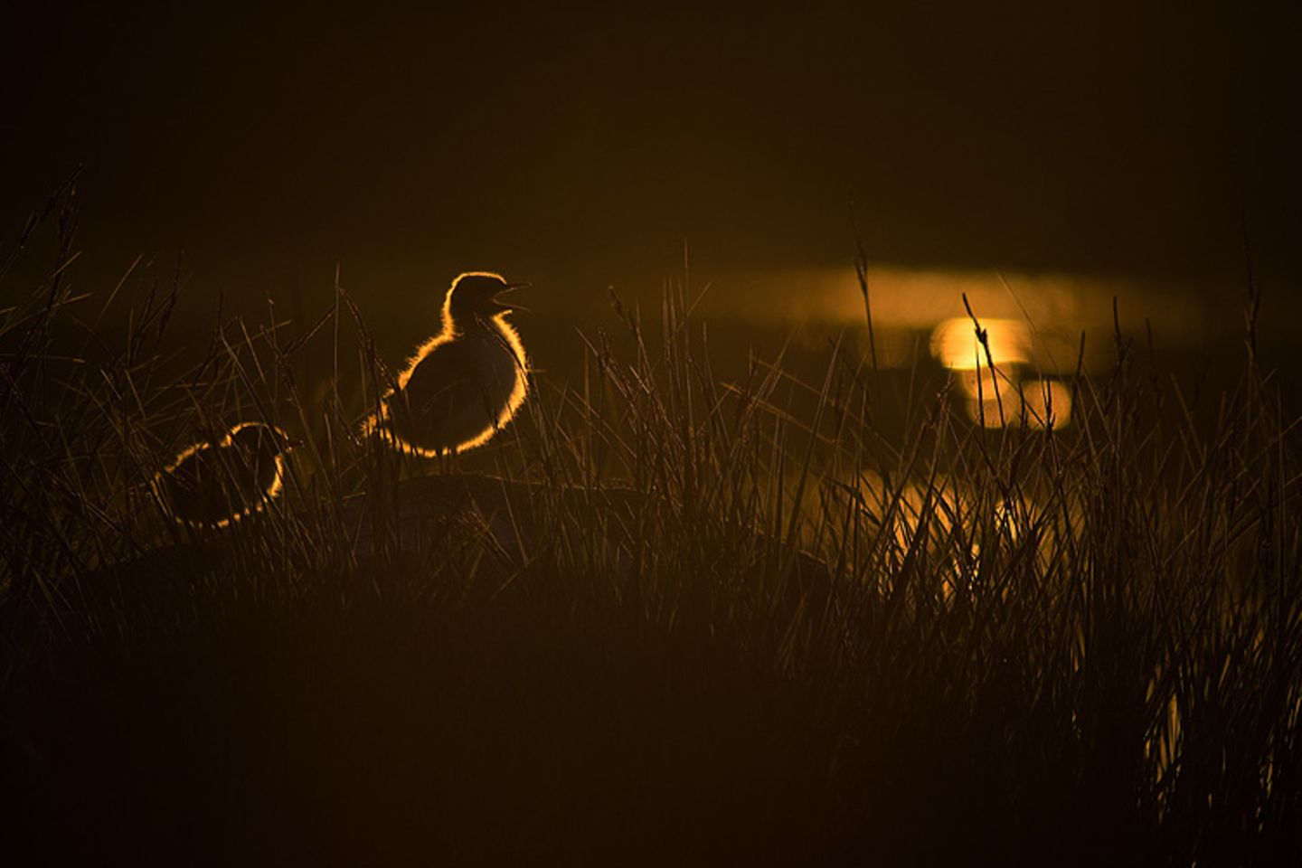 Fotogalerie: Naturschönheiten - Bild 9