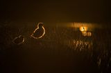 Fotogalerie: Naturschönheiten - Bild 9