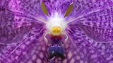 Orchidee