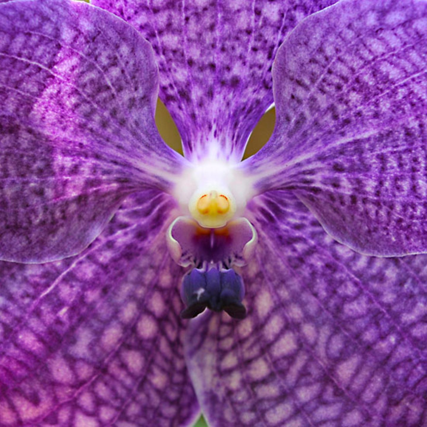 Orchidee