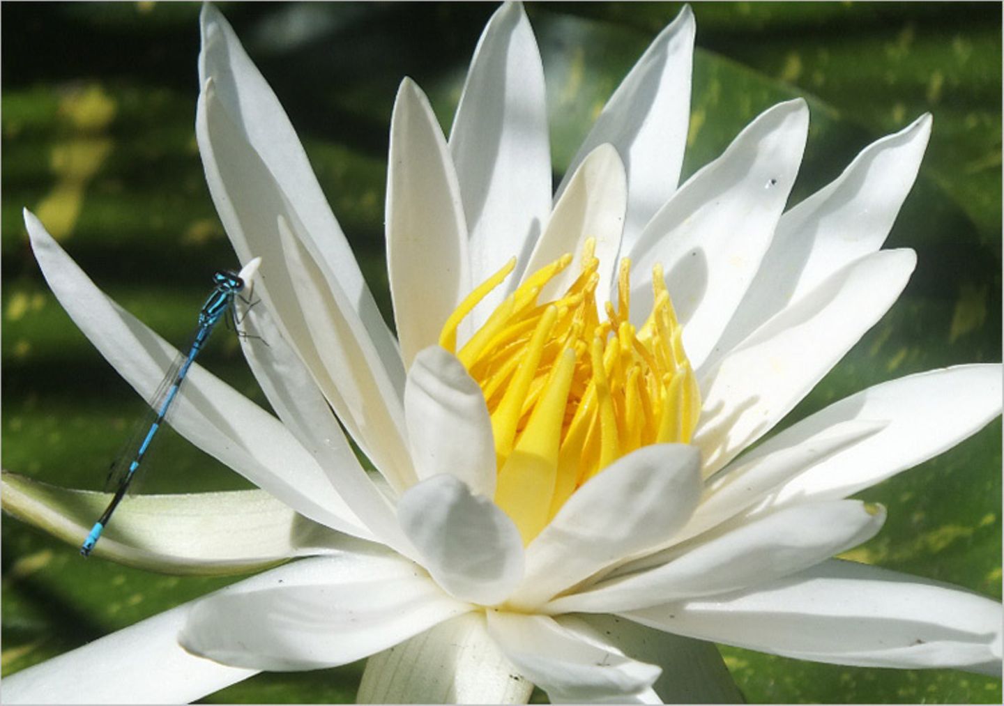 Libelle