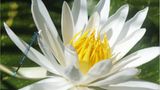 Libelle
