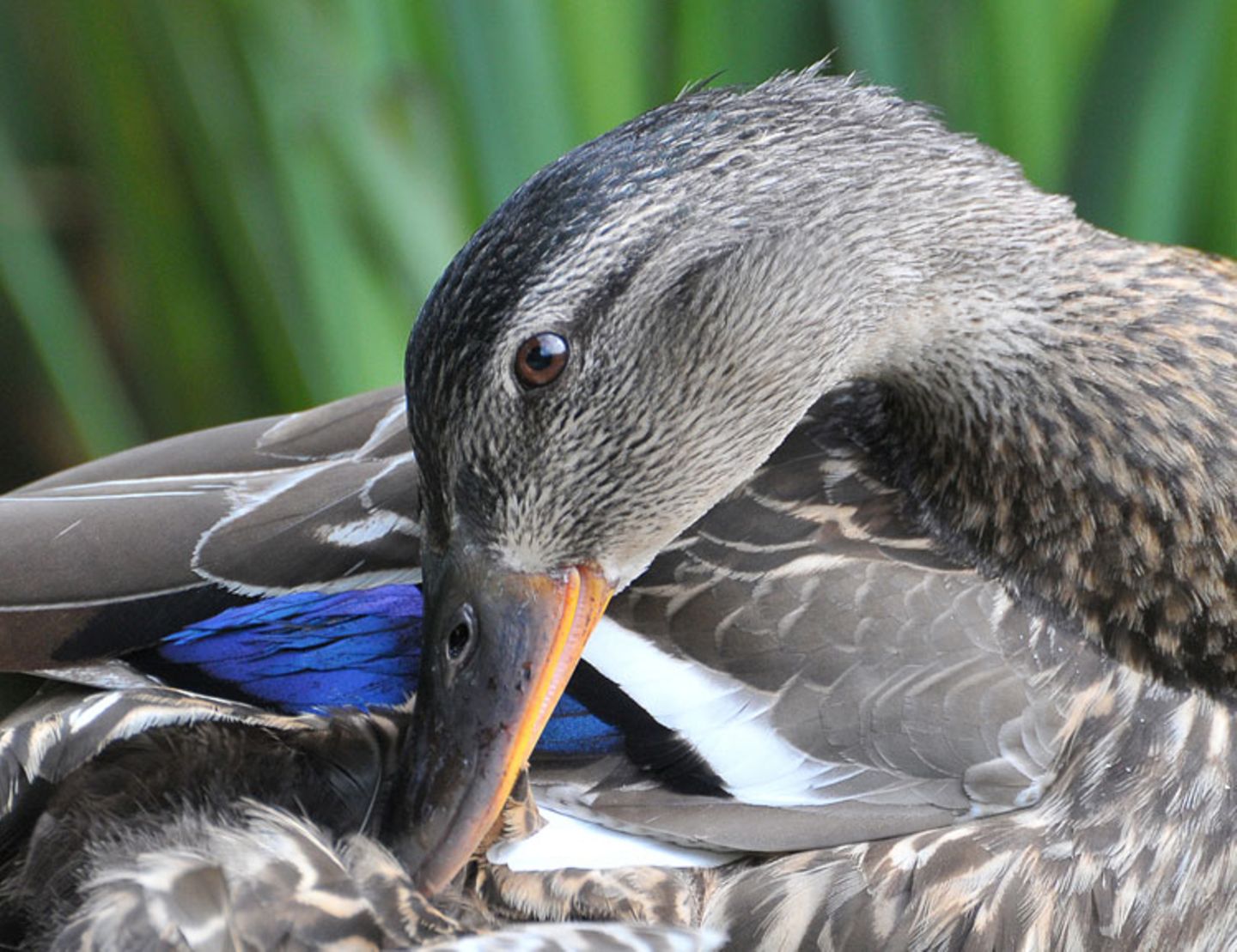 Ente