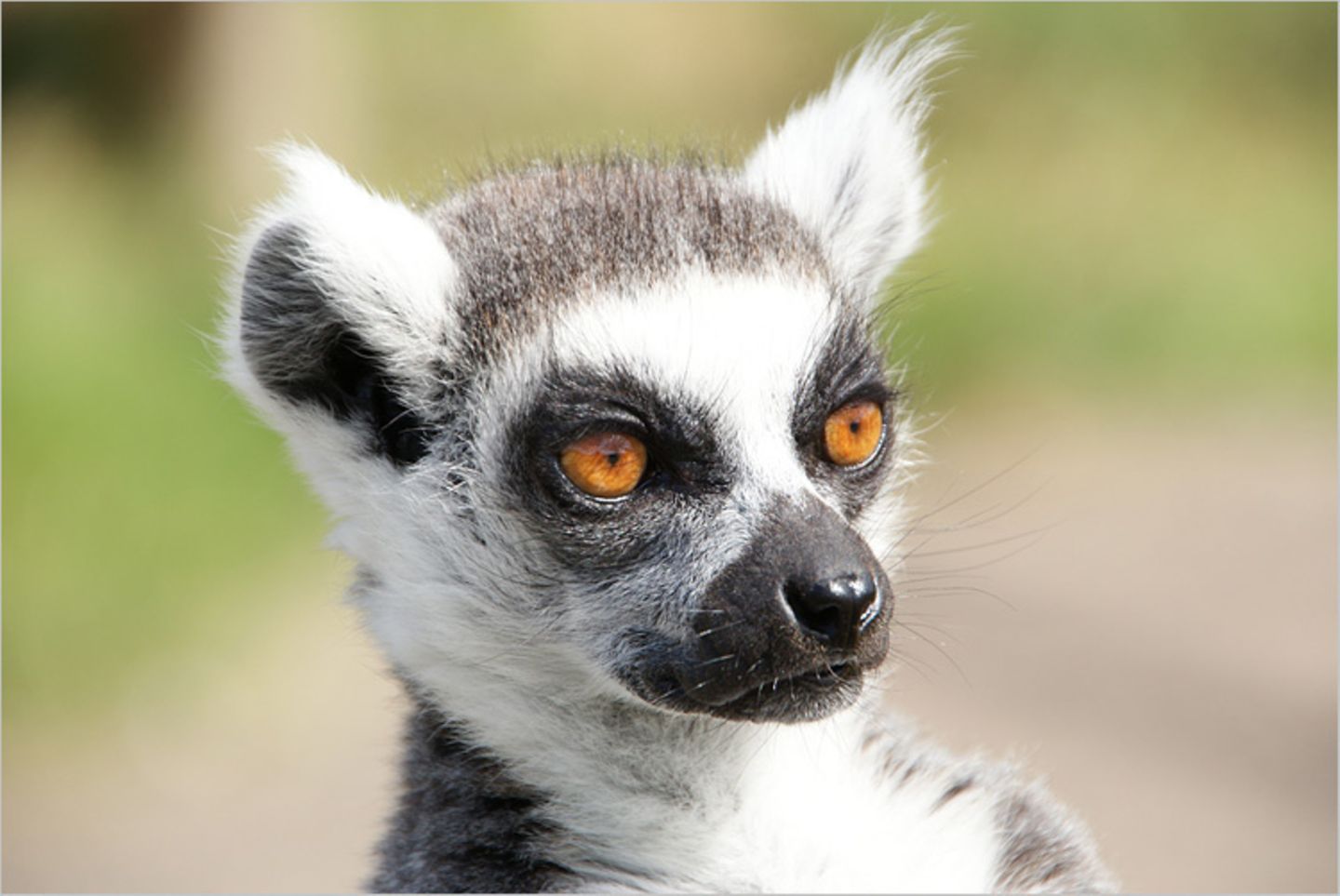 Katta