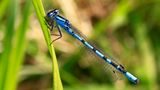 Libelle
