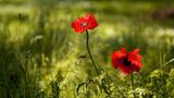 Mohnblüten
