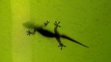 Gecko