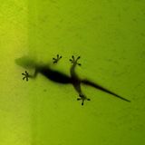 Gecko
