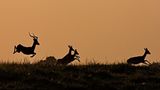 Impalas