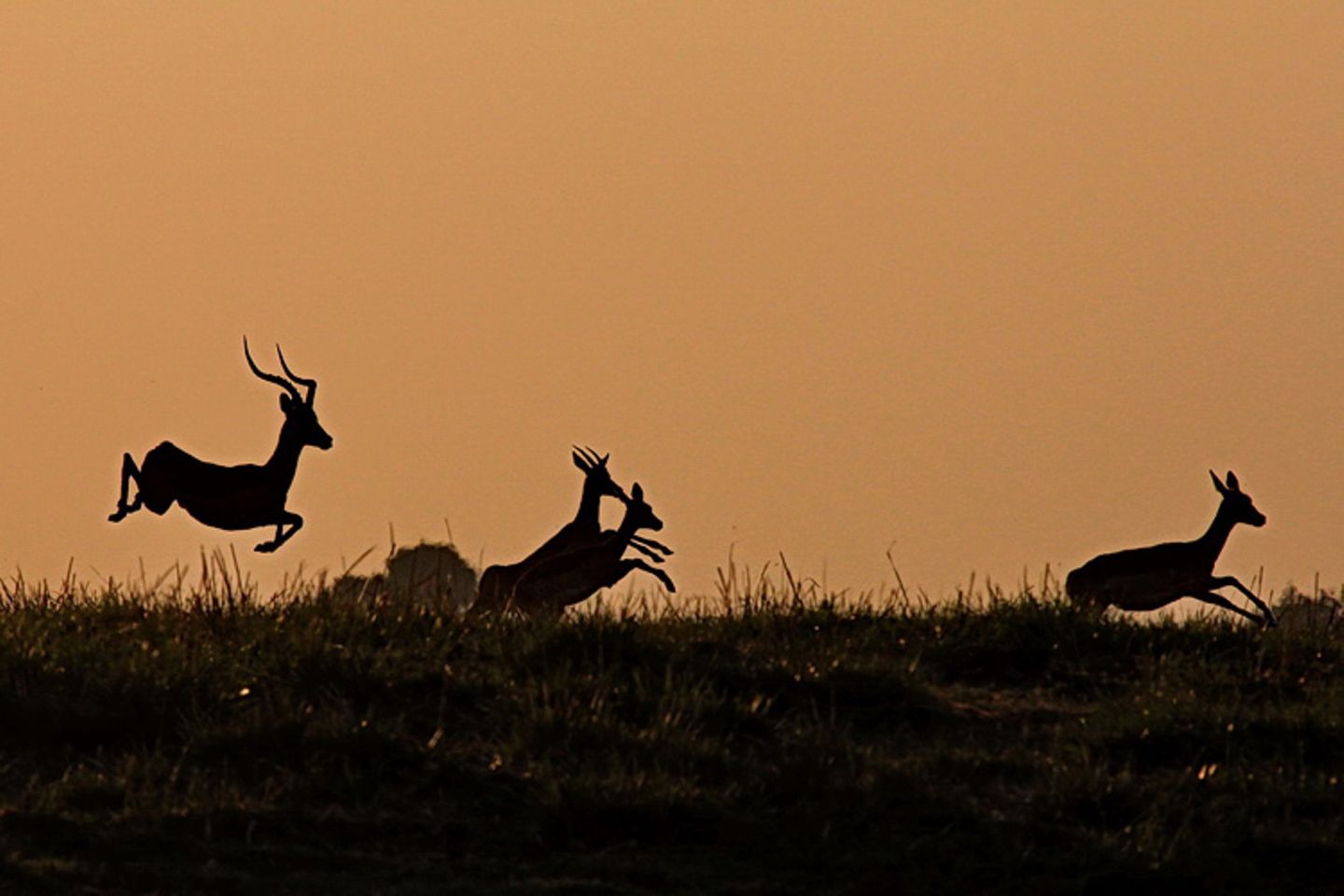 Impalas