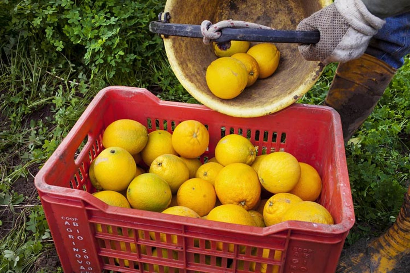 Kulinarik in Italien: Mehr als Pizza und Pasta - Bild 5