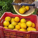 Kulinarik in Italien: Mehr als Pizza und Pasta - Bild 5