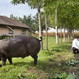 Kulinarik in Italien: Mehr als Pizza und Pasta - Bild 6