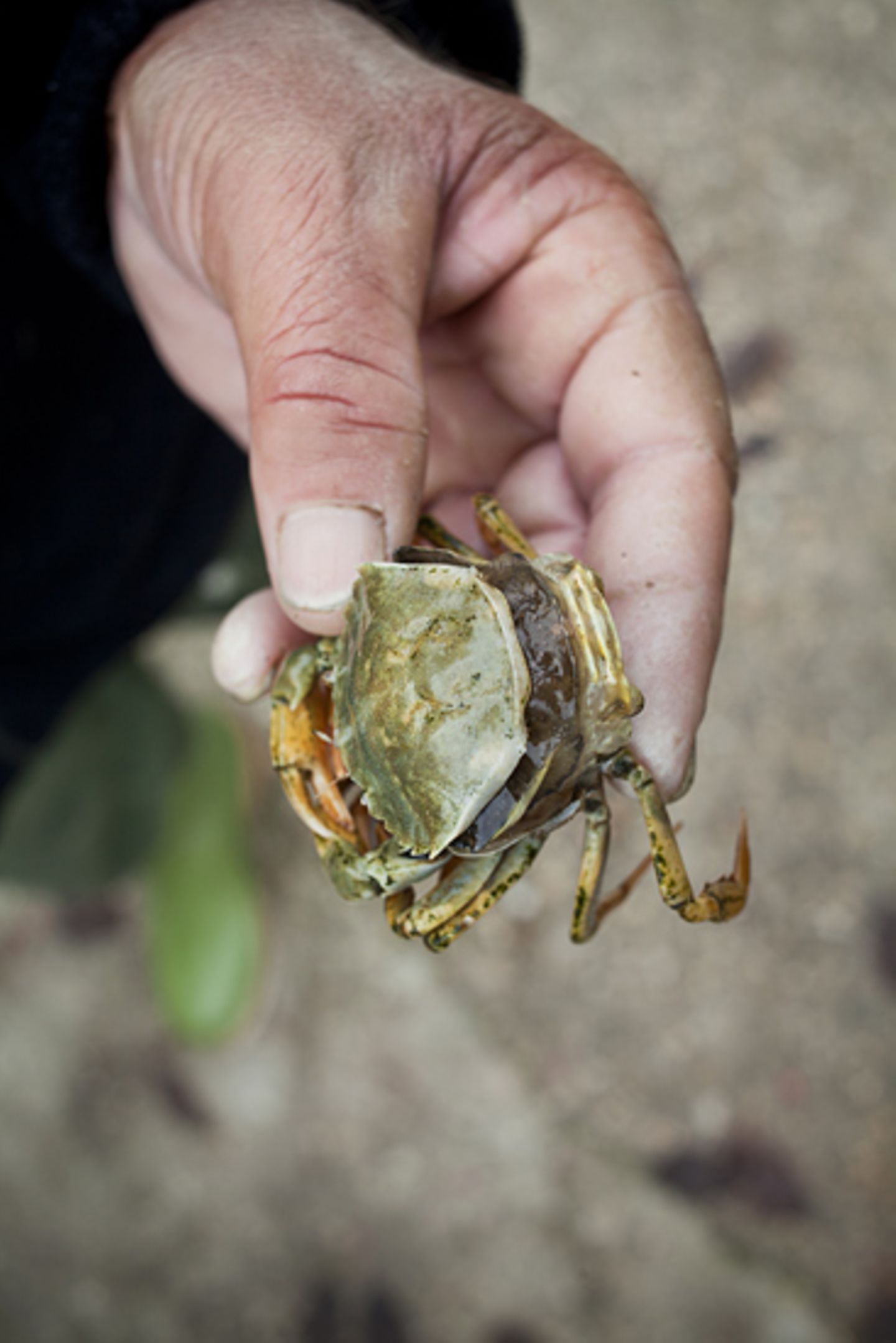 Kulinarik in Italien: Mehr als Pizza und Pasta - Bild 17