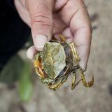 Kulinarik in Italien: Mehr als Pizza und Pasta - Bild 17