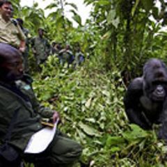 Virunga: Tod im Park