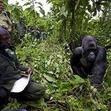 Virunga: Tod im Park