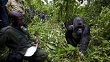 Virunga: Tod im Park