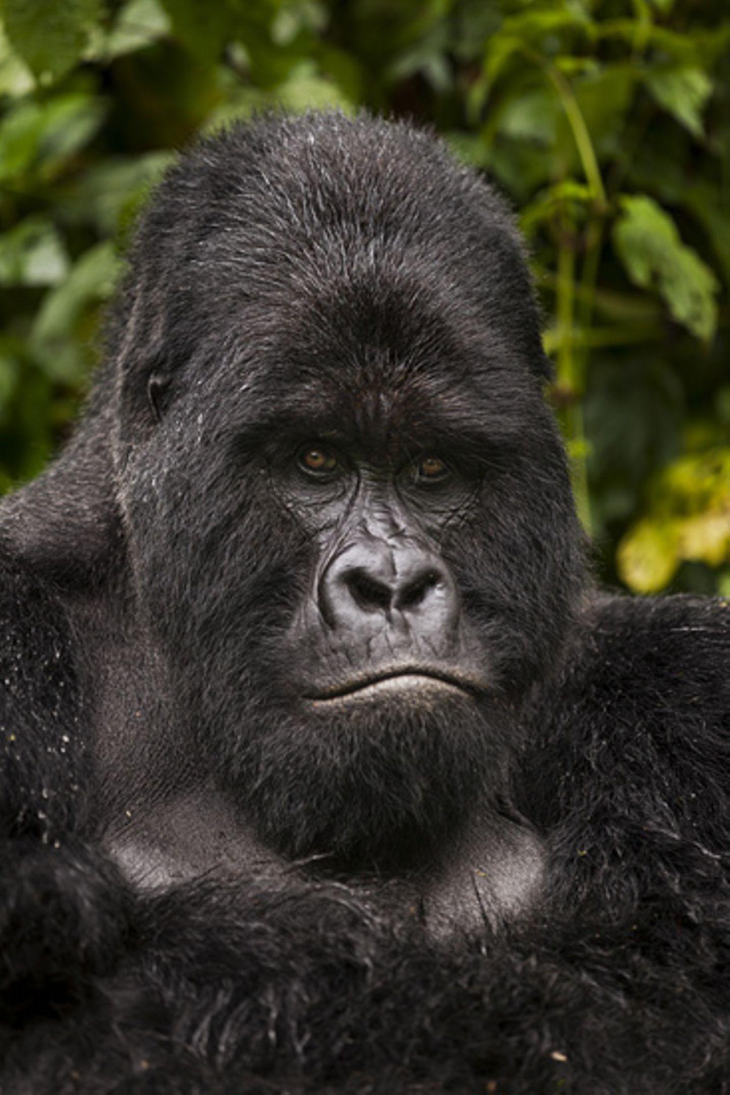 Virunga: Tod im Park - Bild 7
