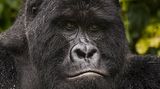 Virunga: Tod im Park - Bild 7