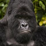 Virunga: Tod im Park - Bild 7