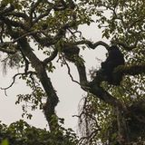Virunga: Tod im Park - Bild 8