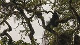 Virunga: Tod im Park - Bild 8