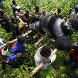 Virunga: Tod im Park - Bild 9