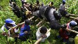 Virunga: Tod im Park - Bild 9