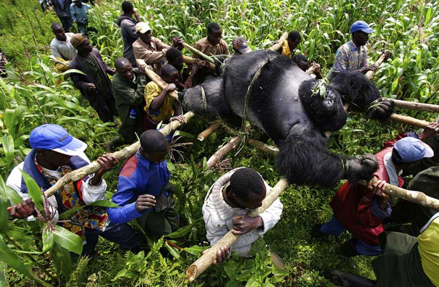 Virunga: Tod im Park - Bild 9