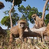 Fotogalerie: Verdammt nah dran!