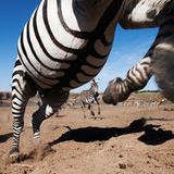 Fotogalerie: Verdammt nah dran! - Bild 4