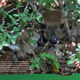 Perfekt versteckt - Bild 6