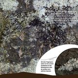 Perfekt versteckt - Bild 7