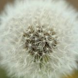 Pusteblume