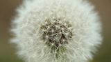 Pusteblume