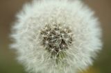 Pusteblume