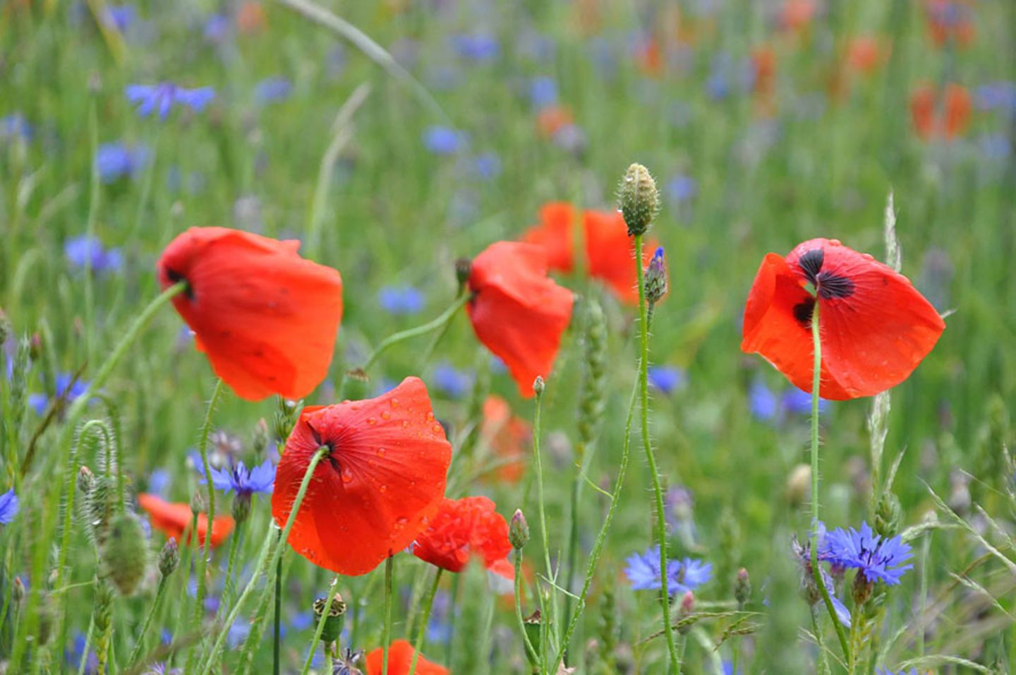 Klatschmohn