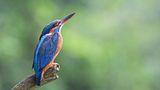 Eisvogel