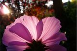 Blume